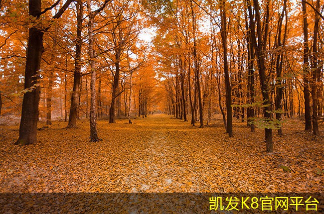  凯发k8国际(中国)官方网站·一触即发电梯地胶安装常见问题解