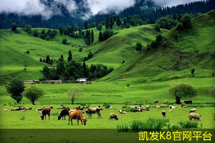 手工毯的历史与文化背景