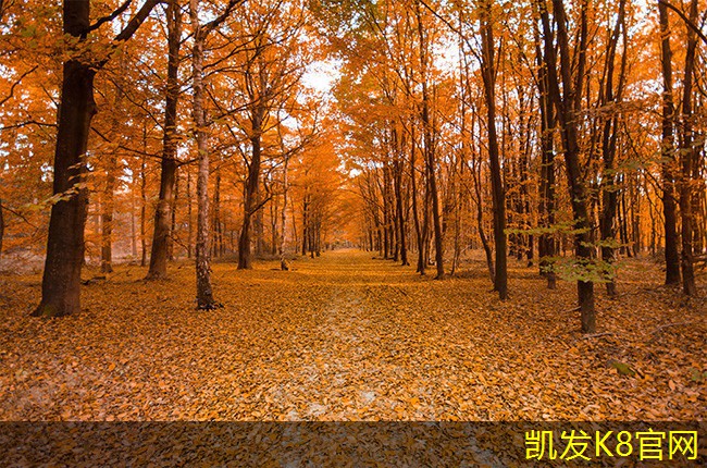 电梯地胶安装常见问题解答